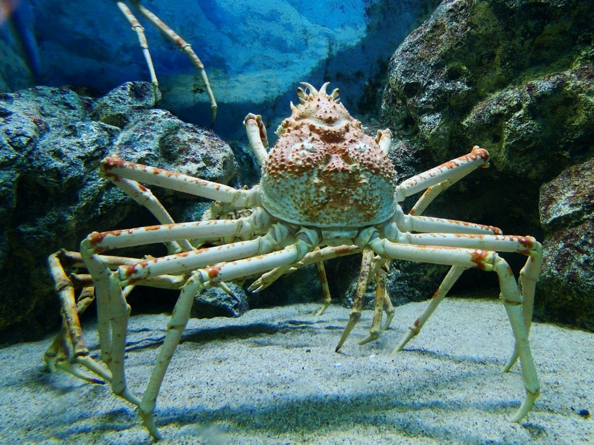 Камчатский краб паук