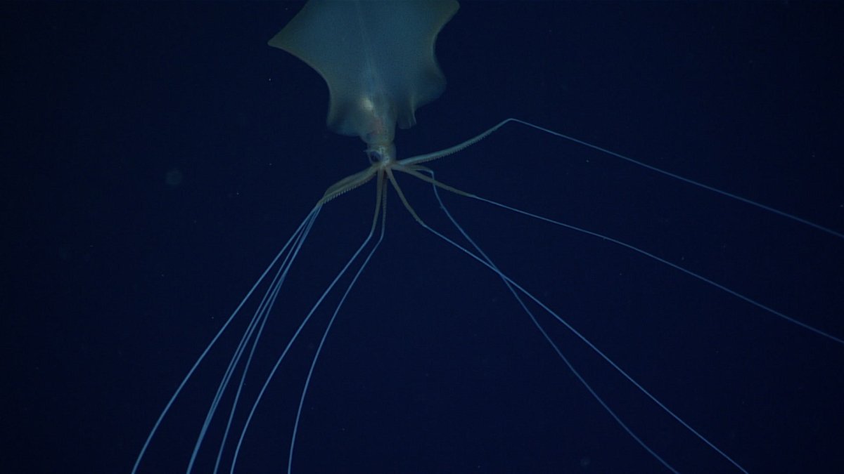 Кальмар Bigfin