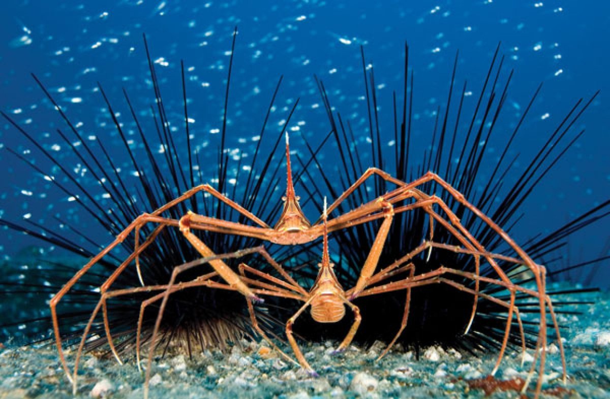 Огромные подводные пауки