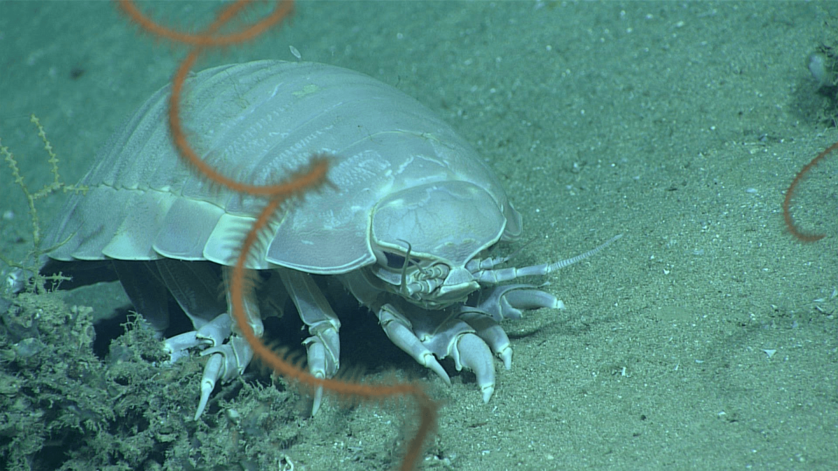 Гигантский изопод рыба