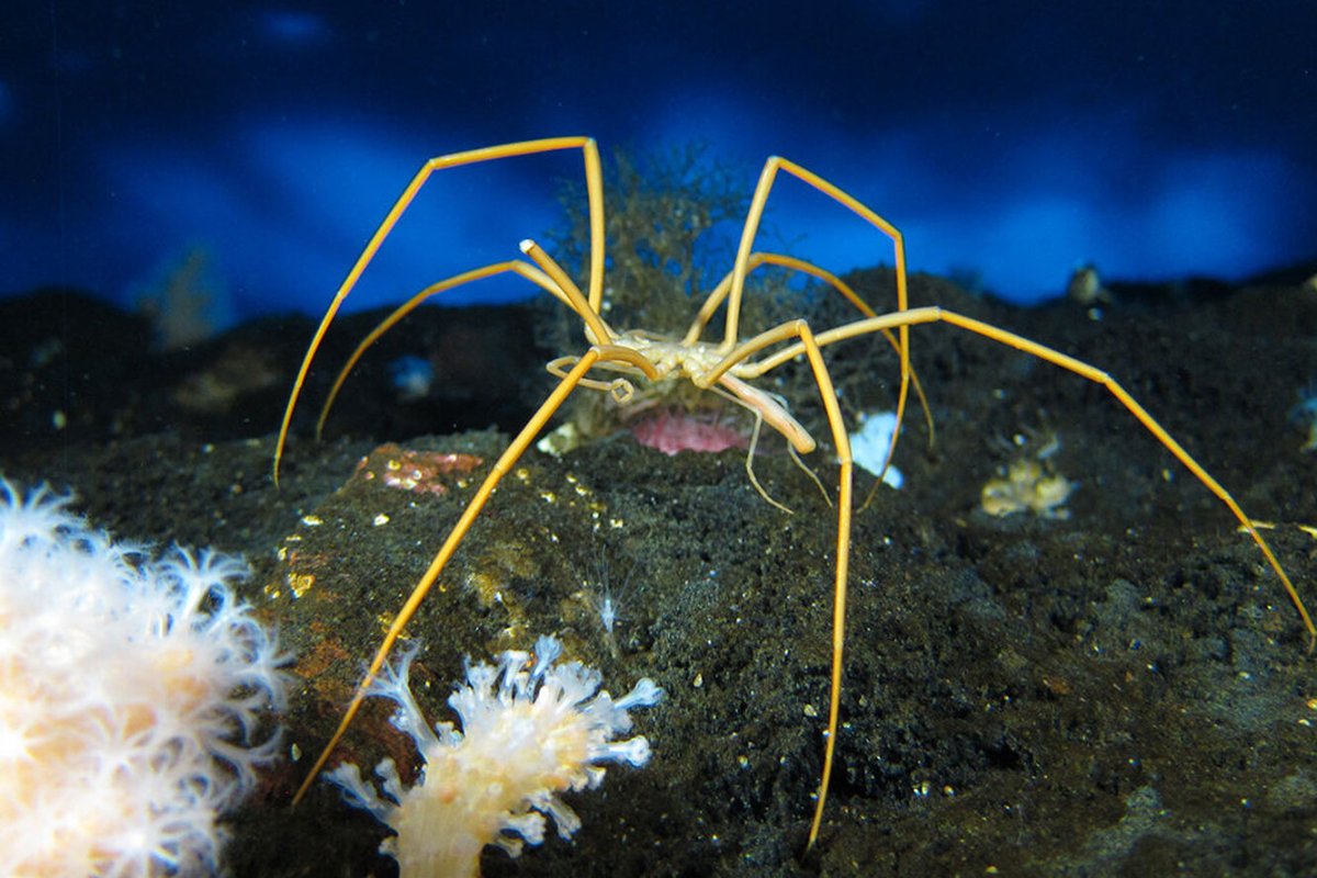 Морские пауки пантоподы