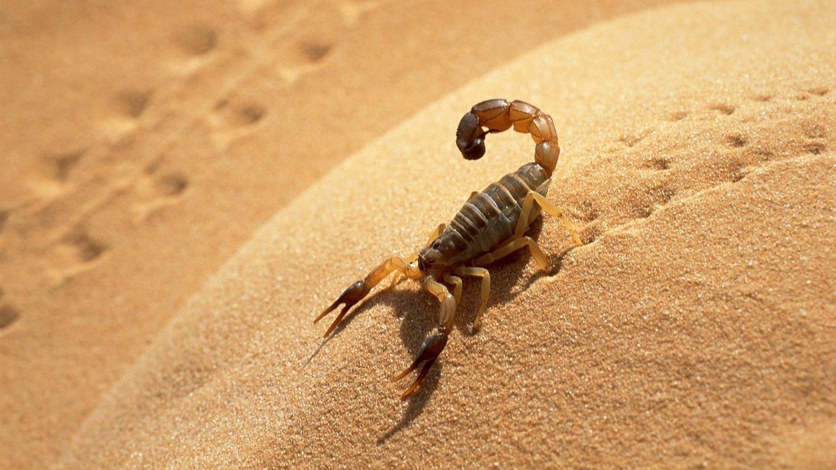 Скорпион в пустыне