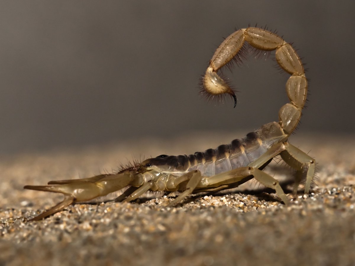Ложноскорпион Chelifer