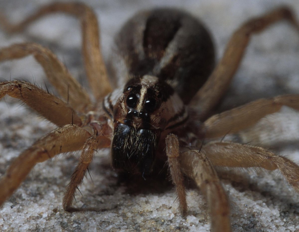Тарантул паук волк