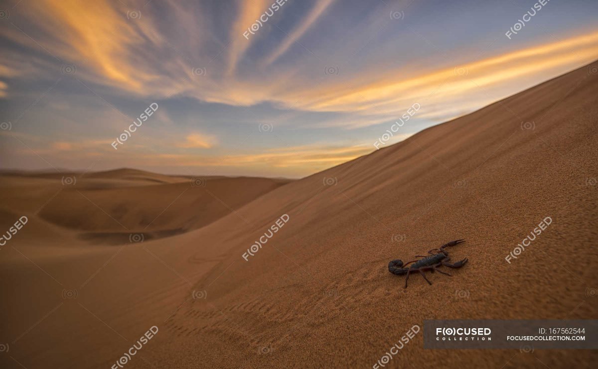 Афганистан Скорпион в пустыне