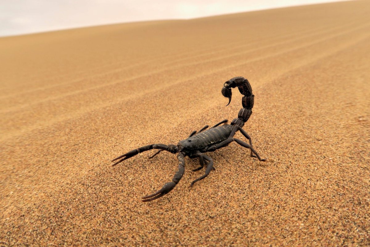 Скорпион в пустыне