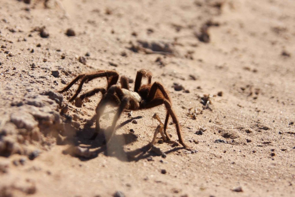 Тарантул, фаланга, Скорпион