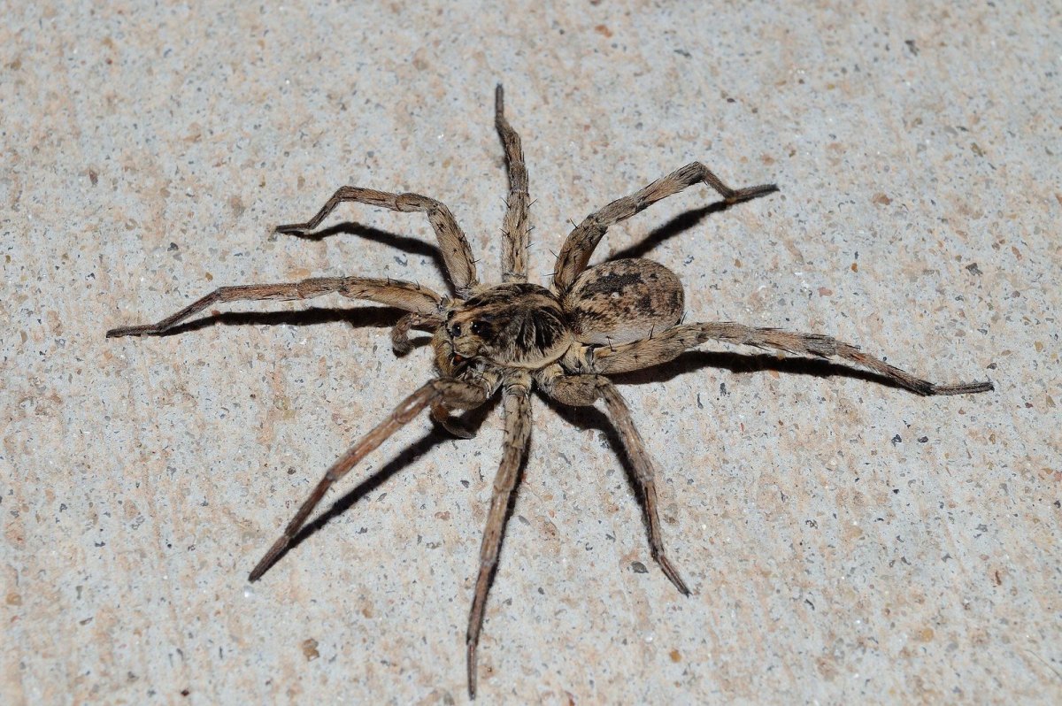 Тарантул паук волк