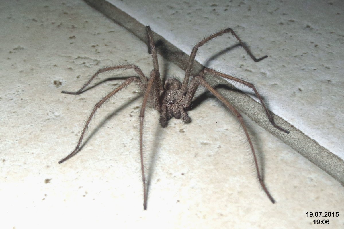 Тегенария самка