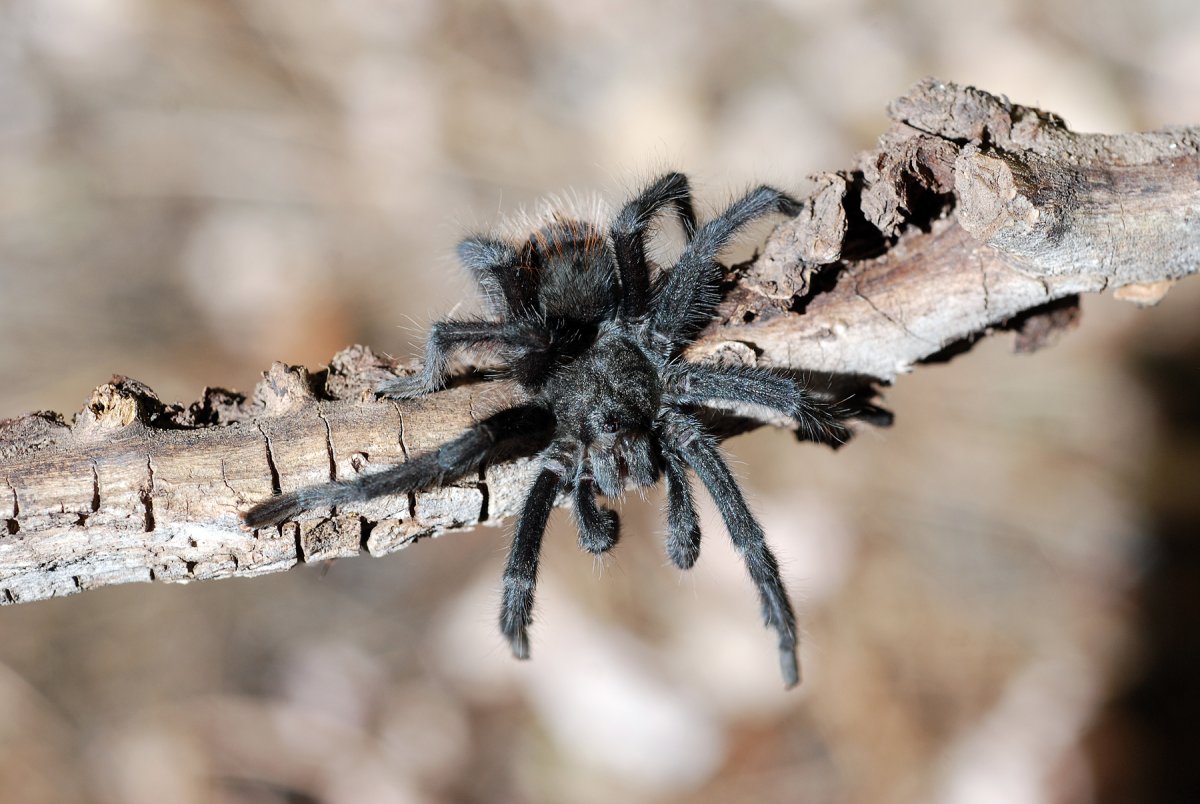 Паук Тарантул паук волк