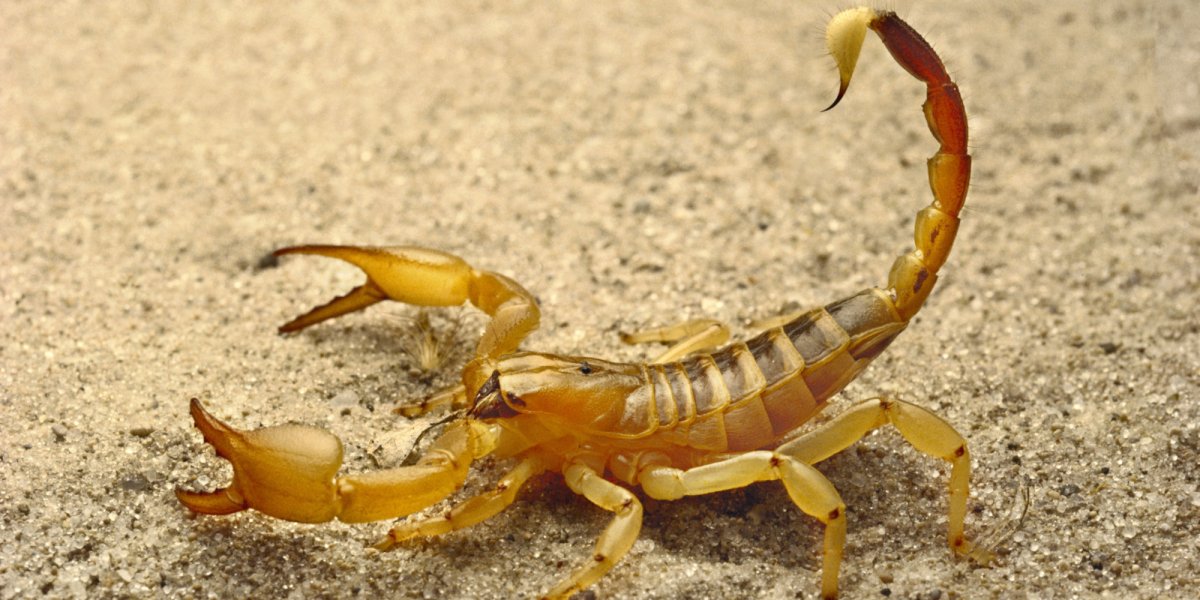 Желтый толстохвостый Скорпион