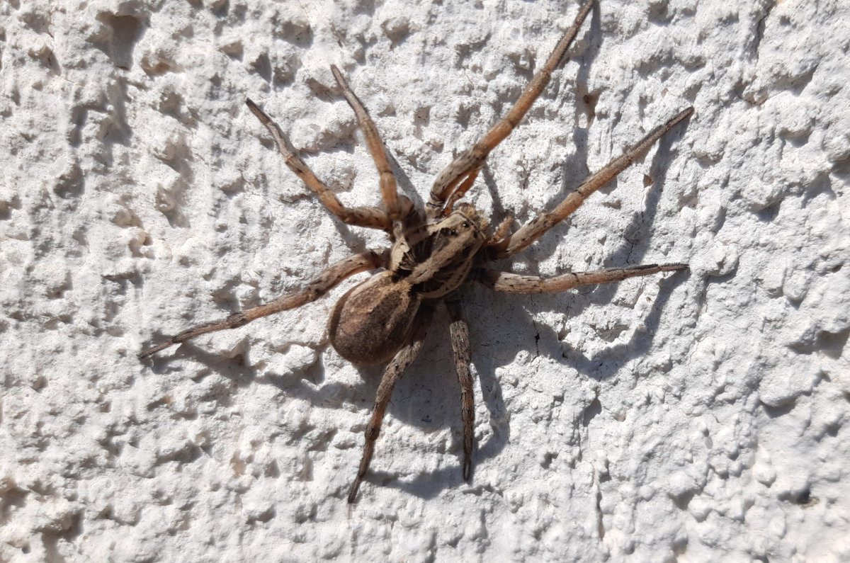 Паук волк Лучистый Тарантул