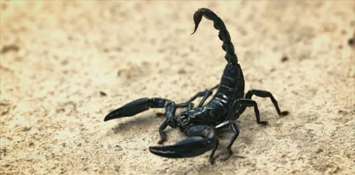 Скелет скорпиона