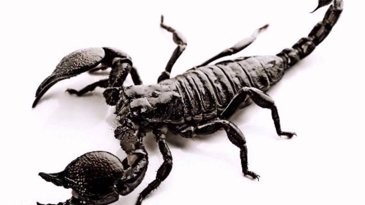 Белый Скорпион на черном фоне