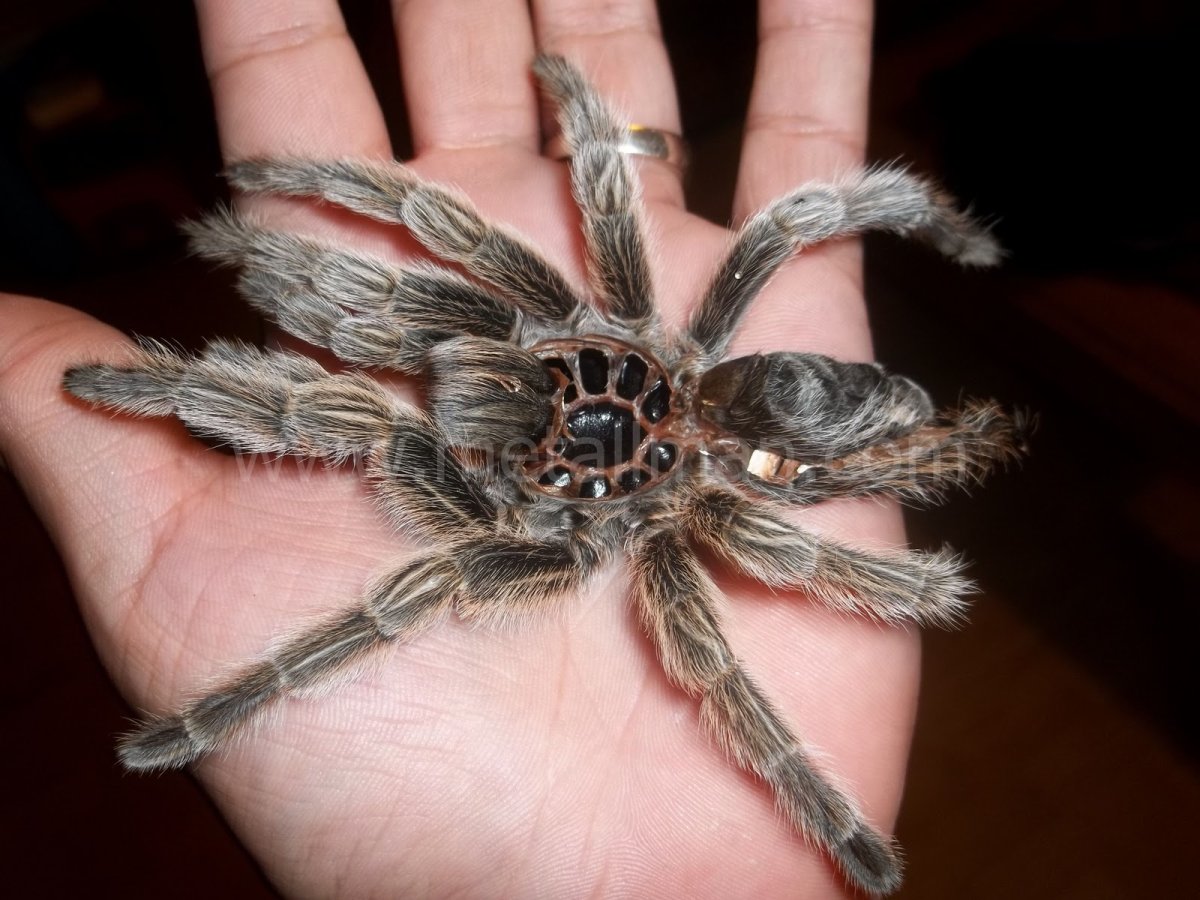 Тарантул доисторический
