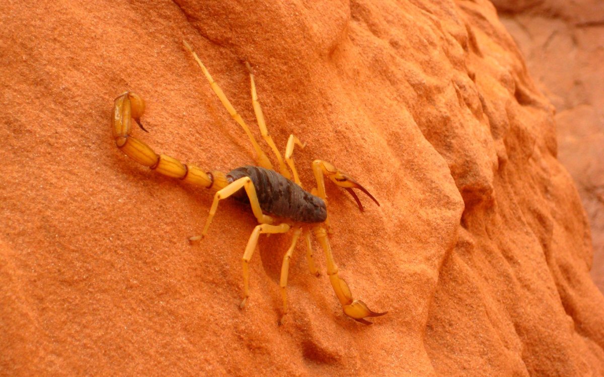 Сольпуга и Скорпион