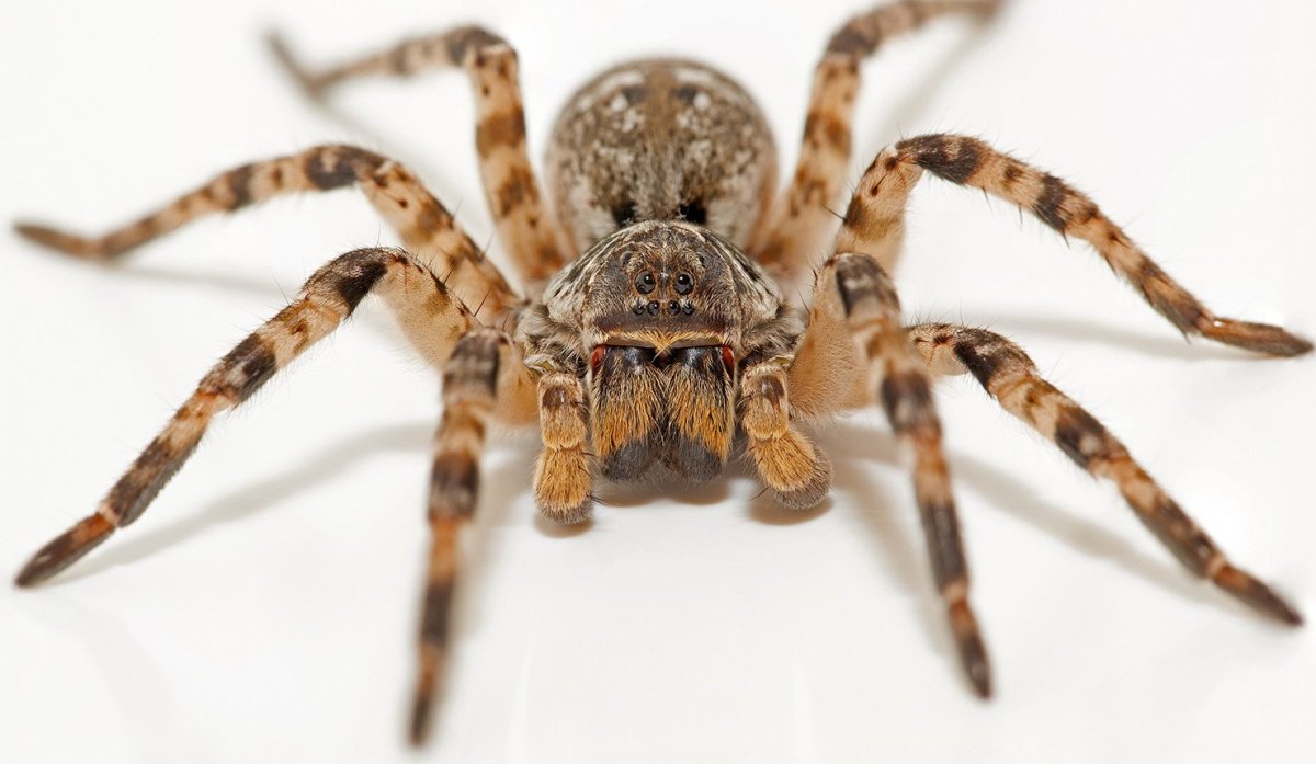 Южнорусский Тарантул хелицеры