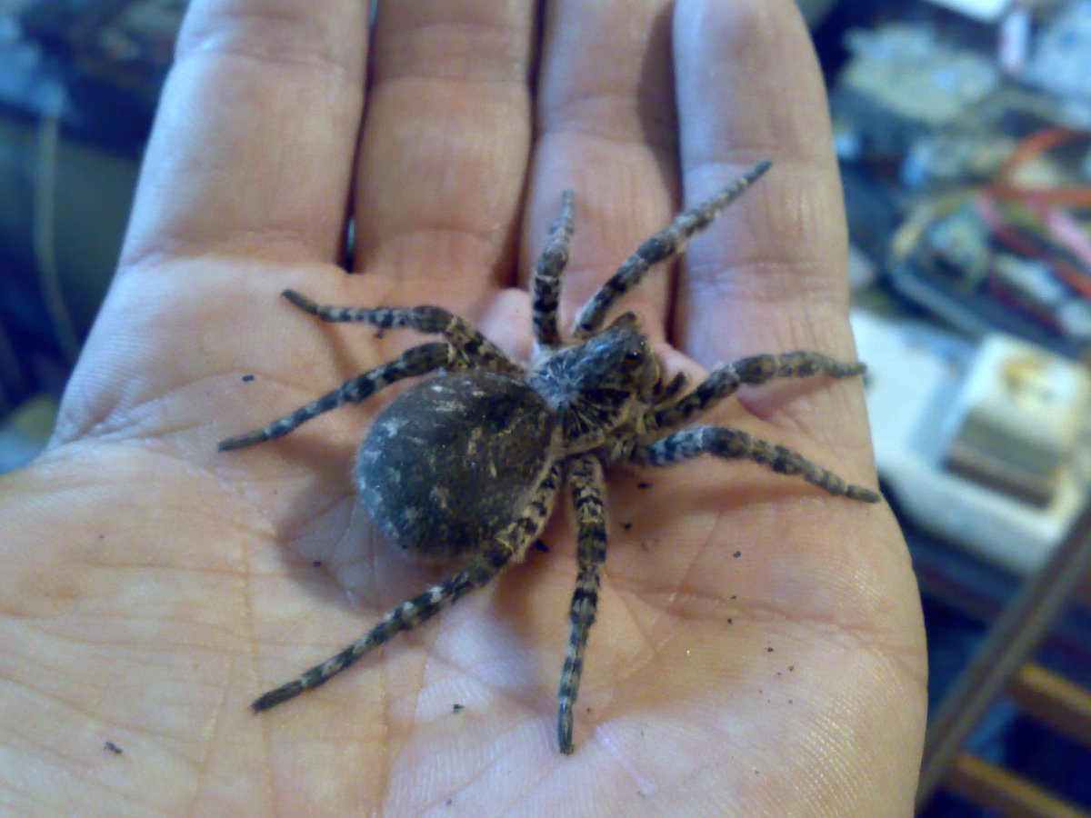 Тарантул паук волк