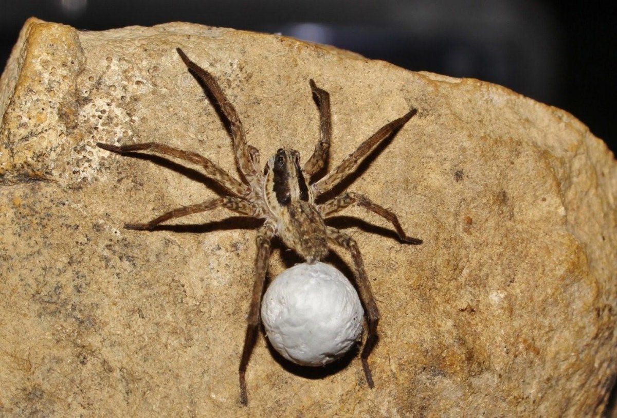 Hogna Radiata паук