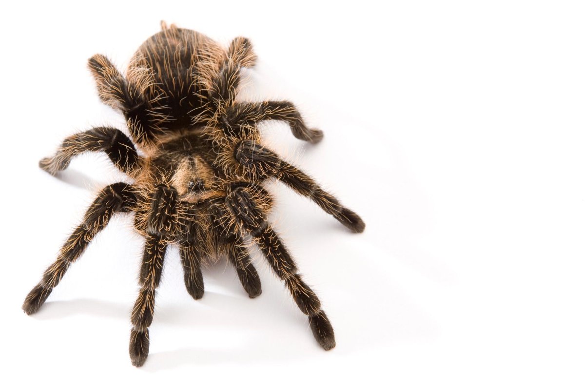 Паук птицеед фото