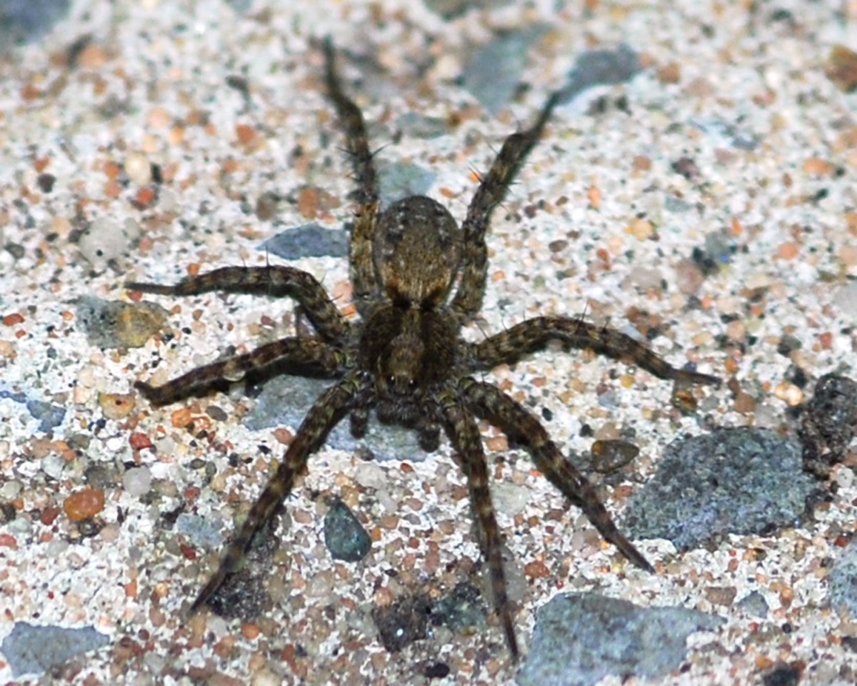 Черный Тарантул Lycosidae