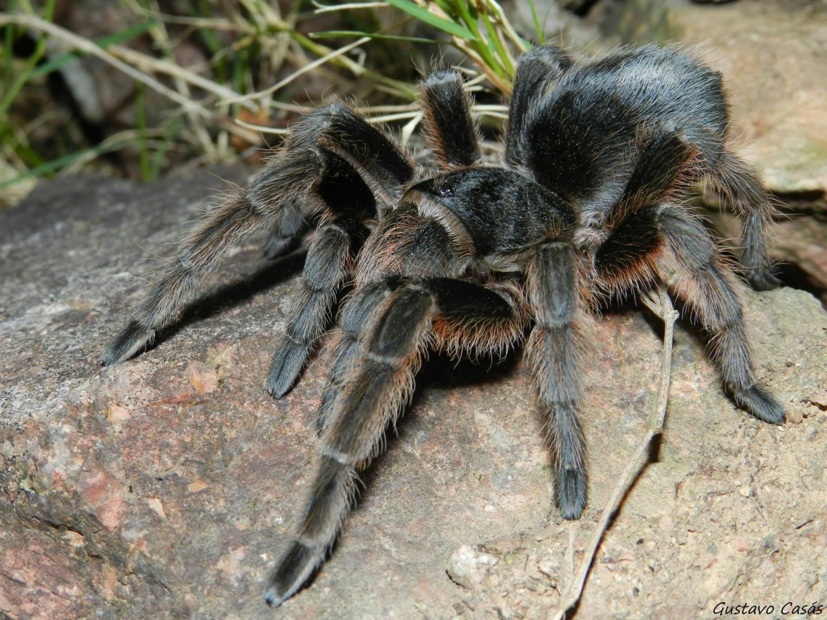 Grammostola anthracina