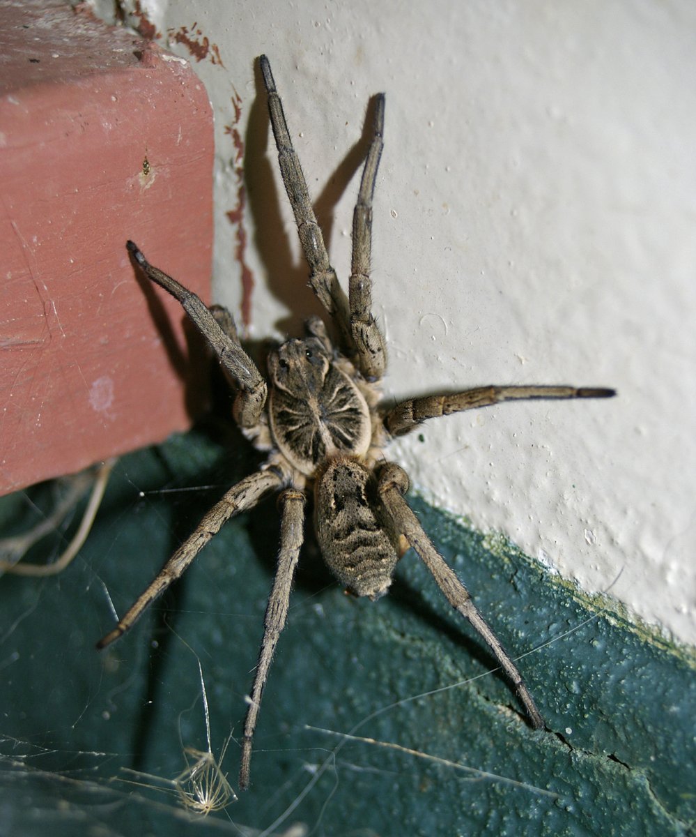 Lycosa leuckarti