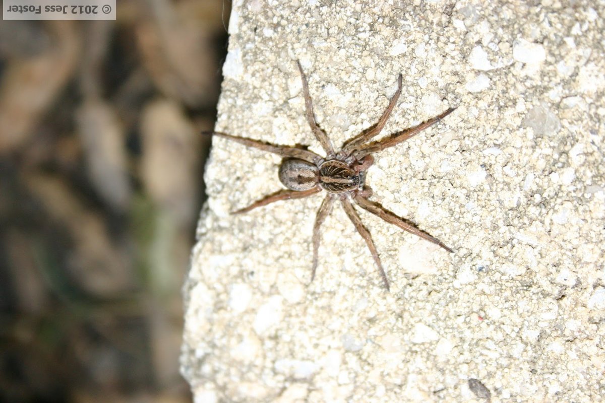 Паук-волк Южная Европа