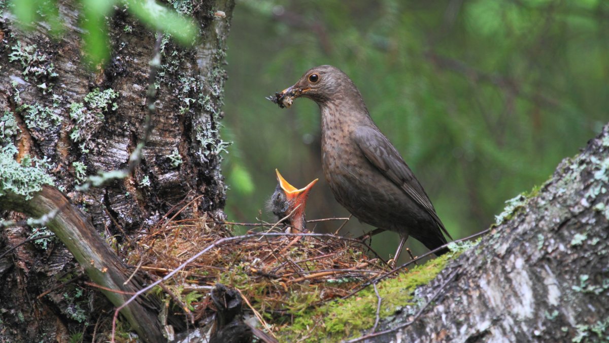 Черный Дрозд Ялта