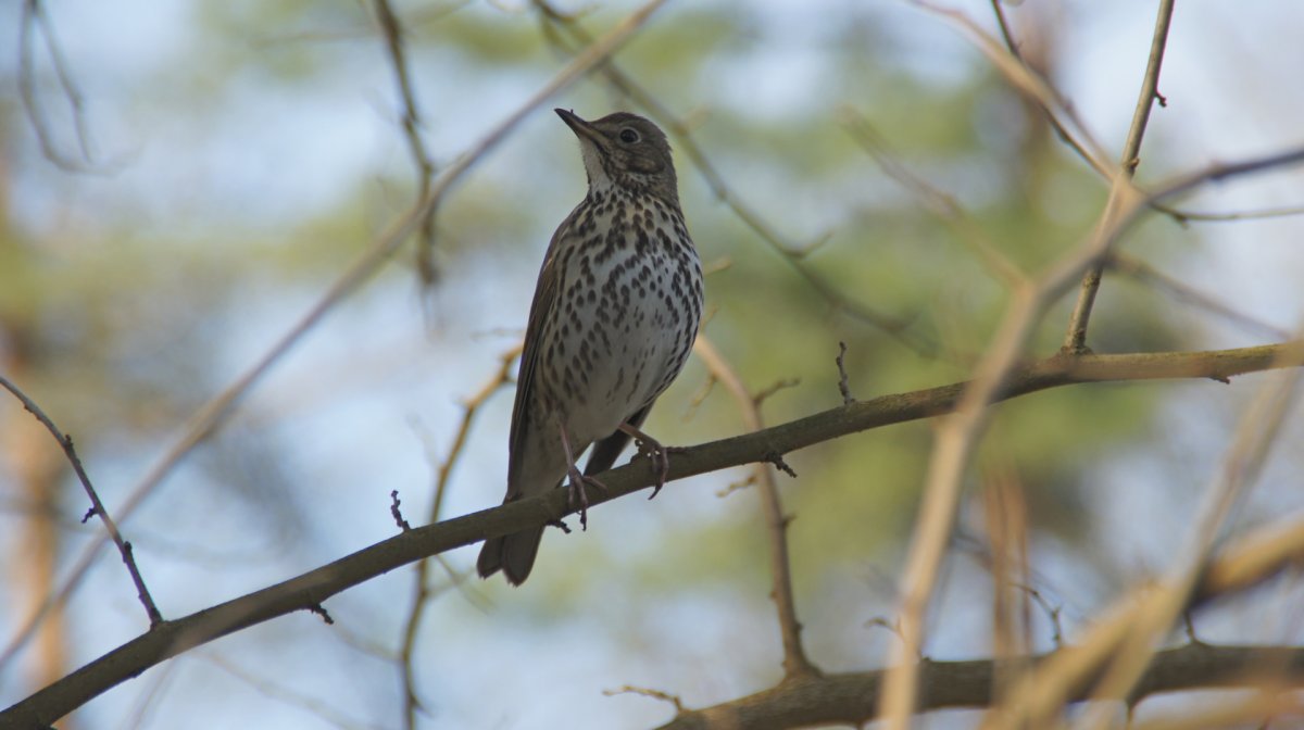 Дрозды в ленинградской области
