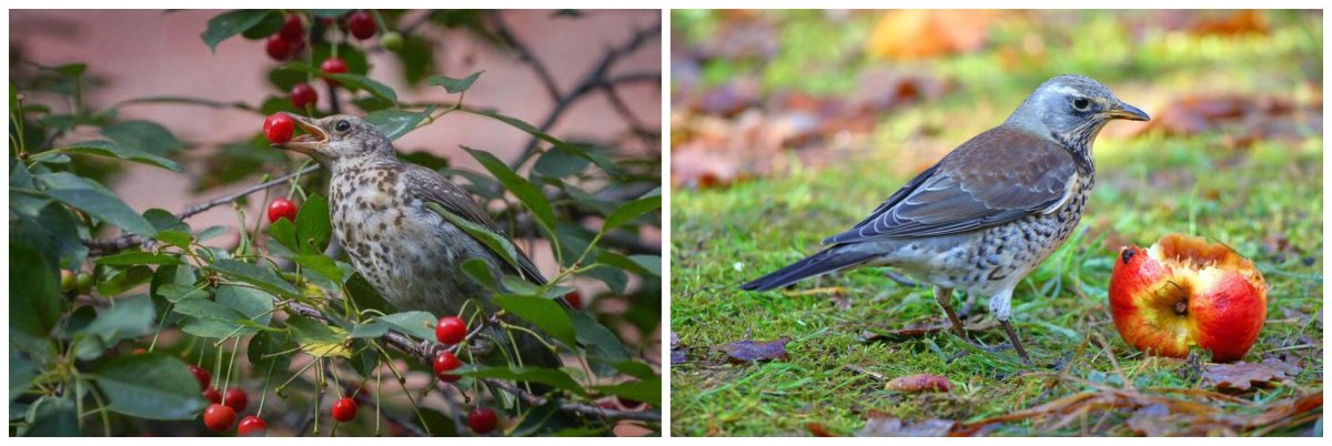 Дрозд рябинник