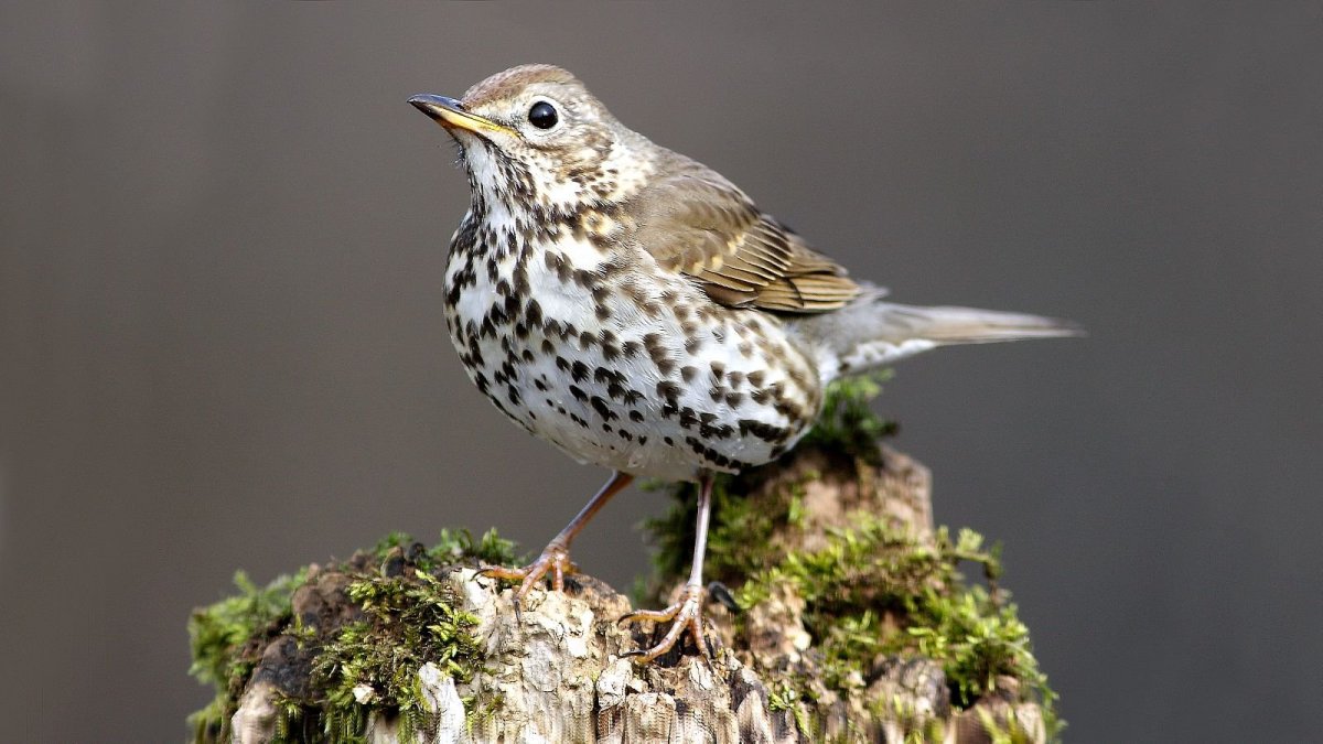 Певчий Дрозд