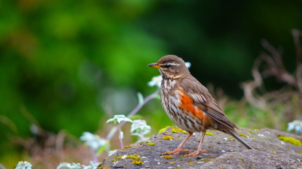Дрозд краснозобый гнездо