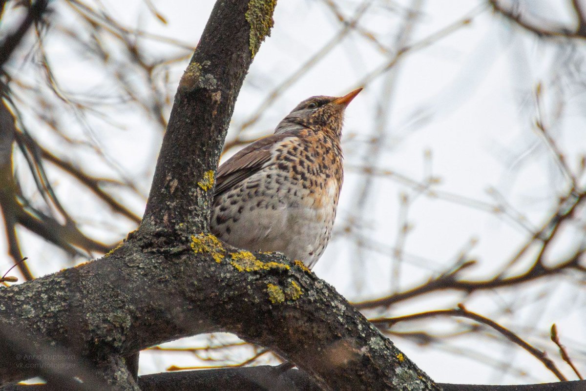 Следы дрозда рябинника