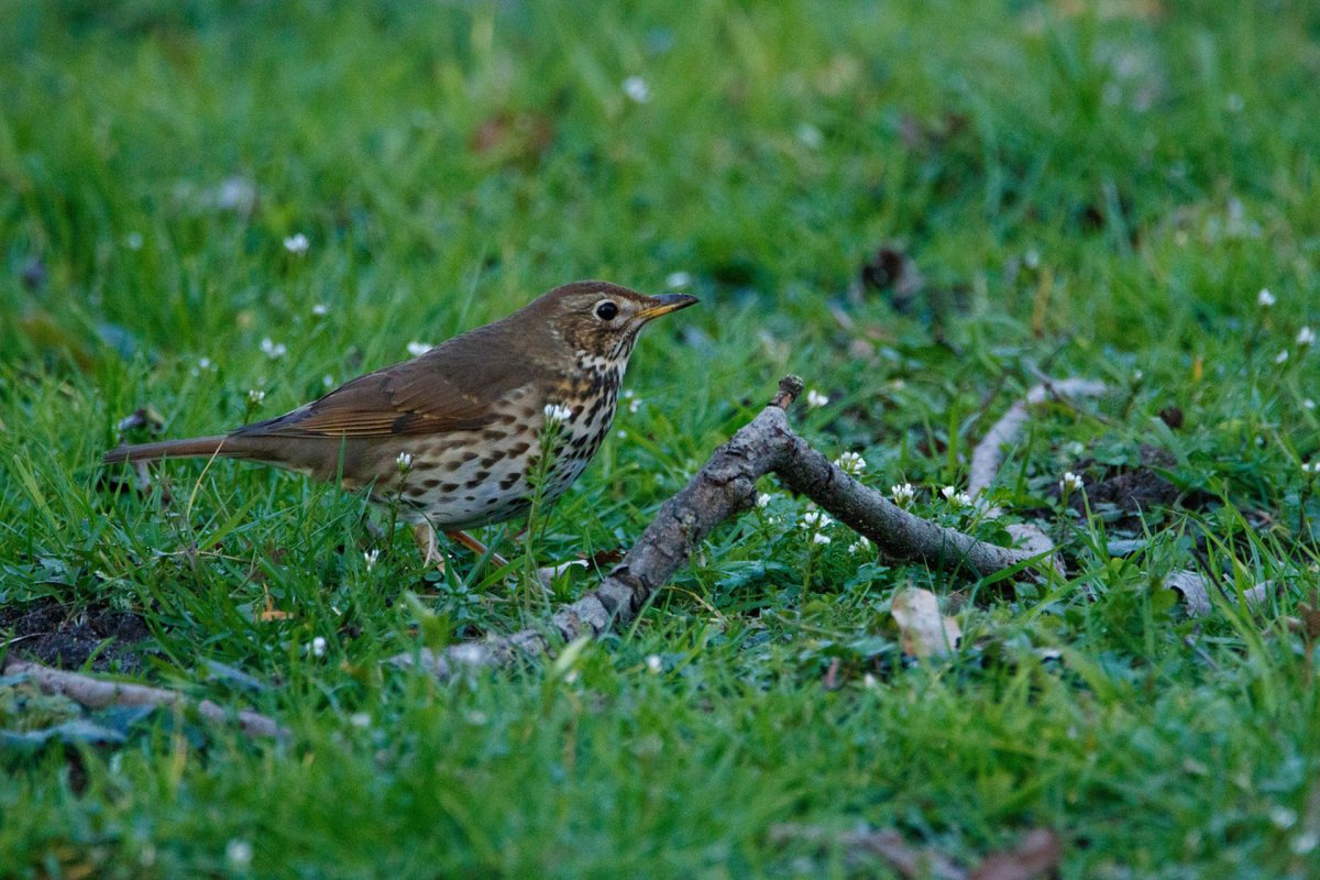 Певчий Дрозд - Ardiç kuşu
