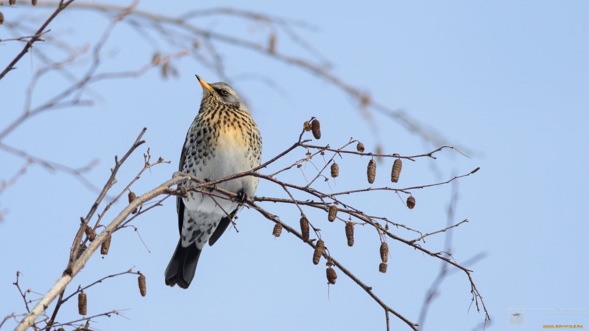 Дрозды на дереве март