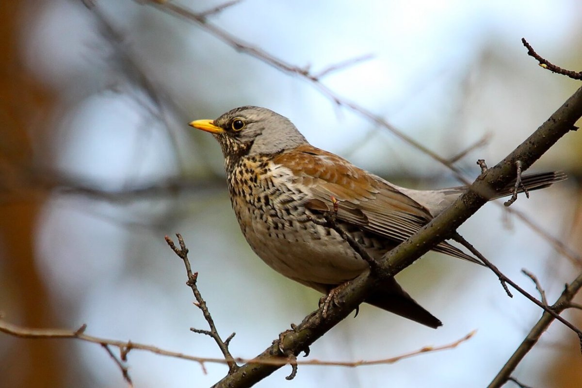 Коричневая птичка с желтым клювом