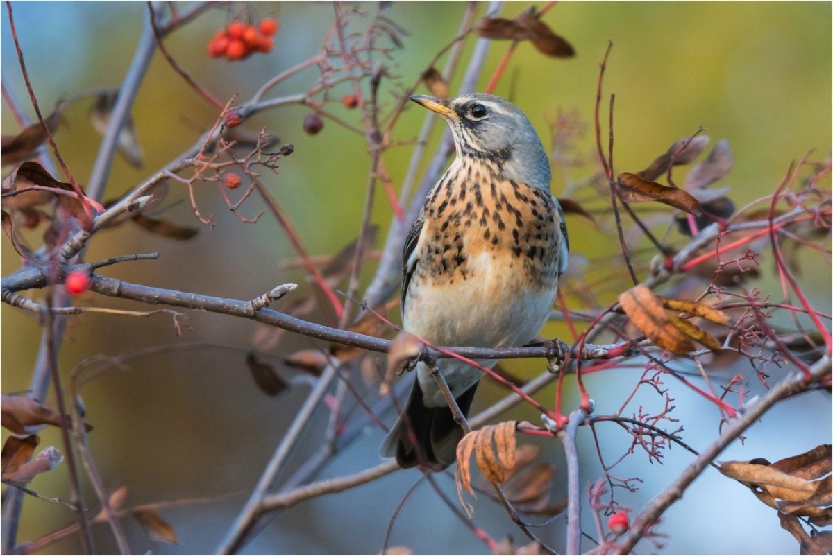 Дрозд зимой рябинник птицы