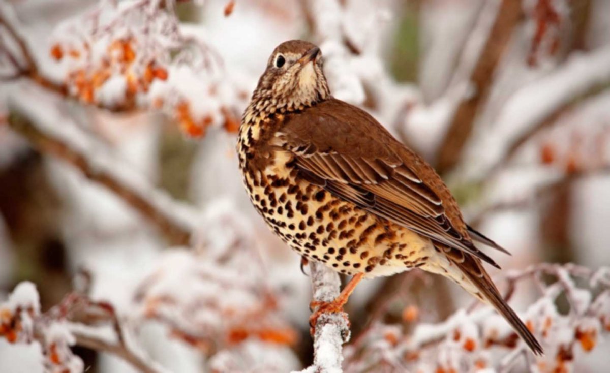 Птицы зимой в городе
