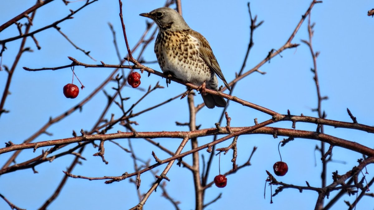 Дрозд рябинник и белобровик
