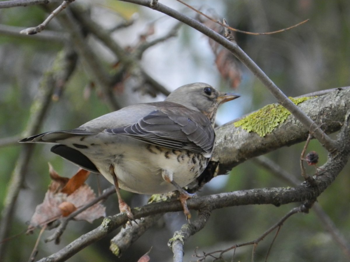 Лесные птицы Дрозд Ленинградской области