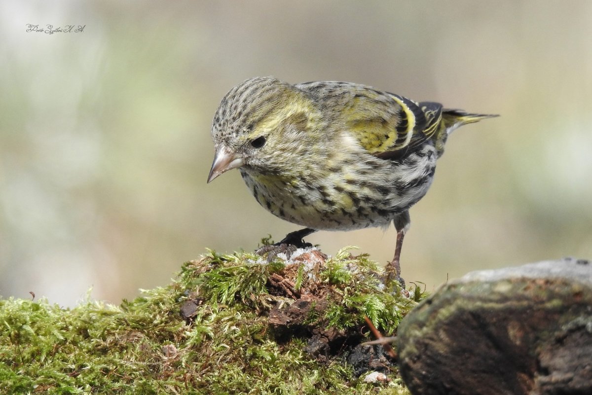 Певчие птицы Ленинградской