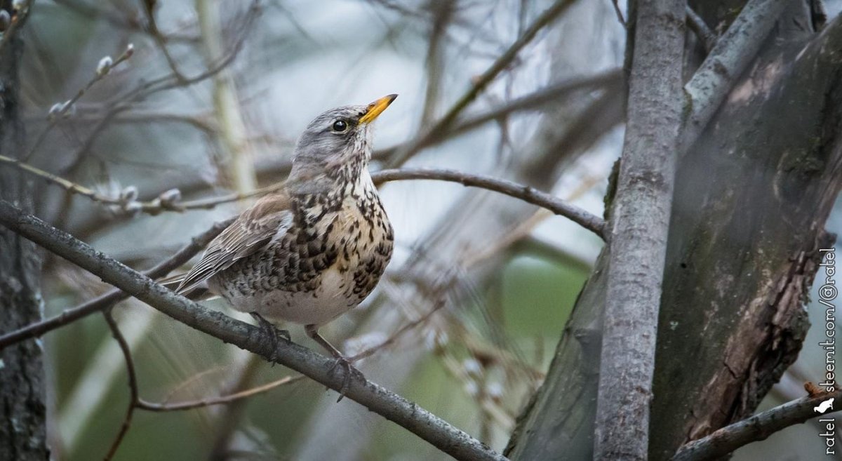 Дрозд рябинник самка