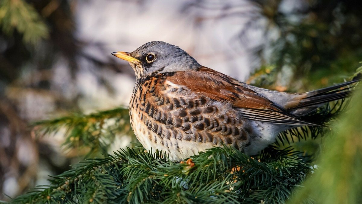 Толстый Дрозд