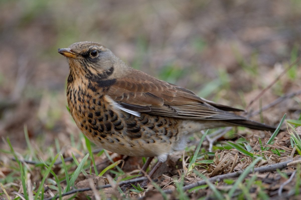Певчий Дрозд самец