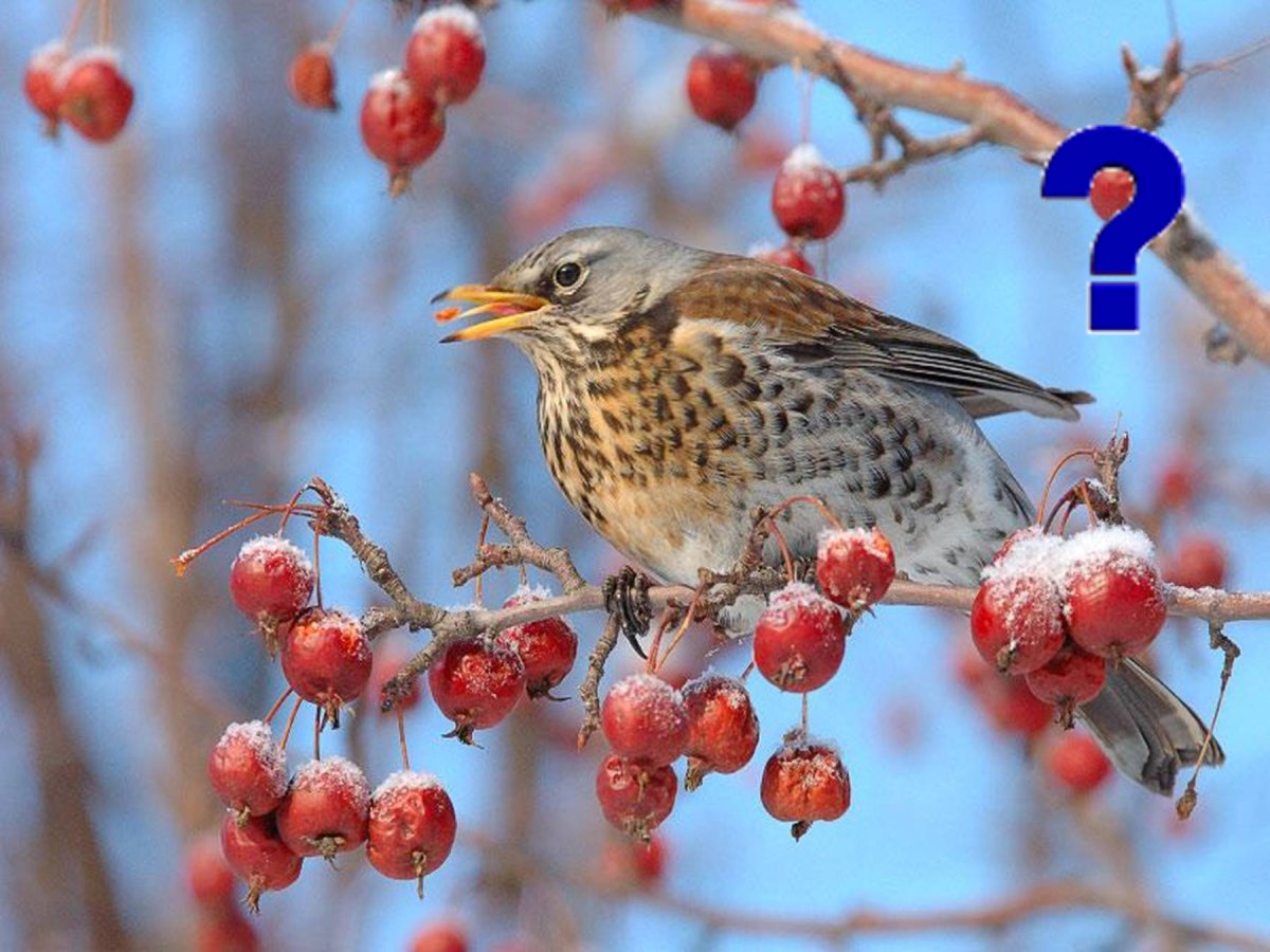 Дрозд зимой рябинник птицы