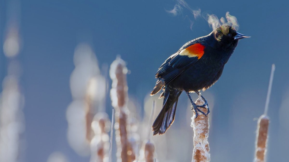 Краснокрылый черный Дрозд
