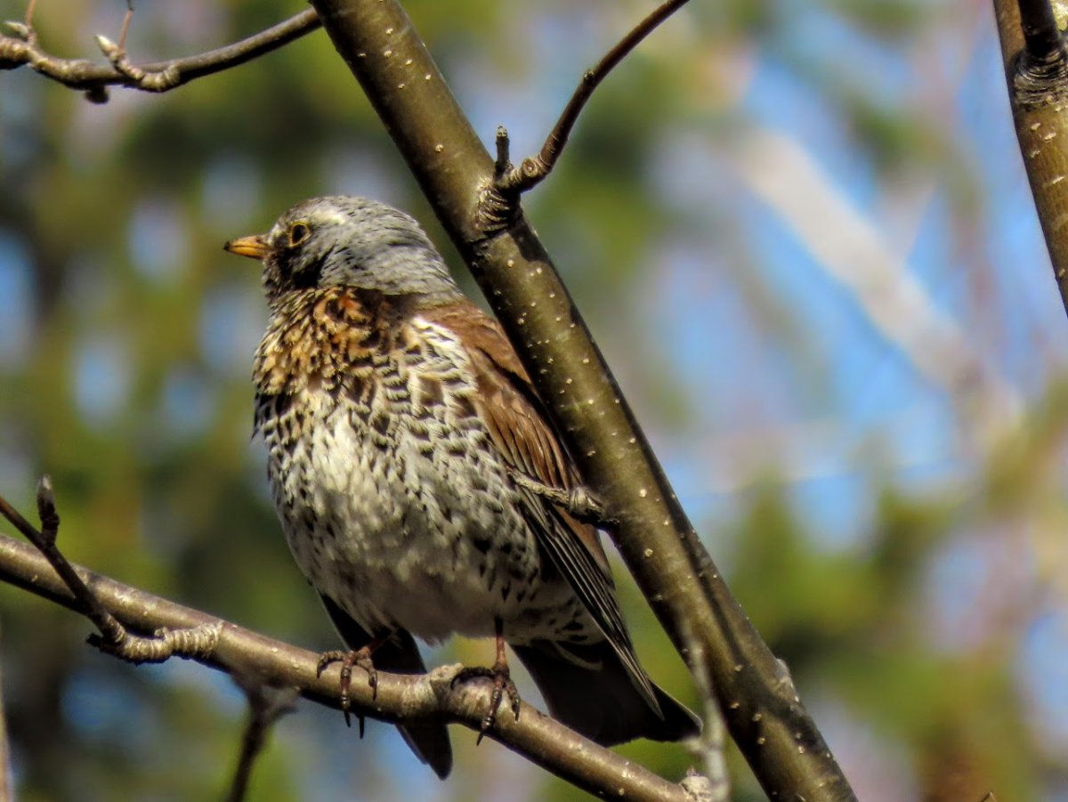 Дрозд в парке