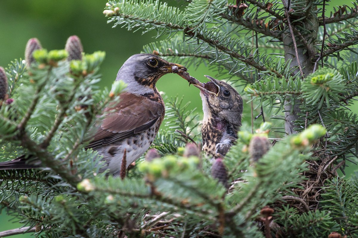 Птицы Карелии Дрозды
