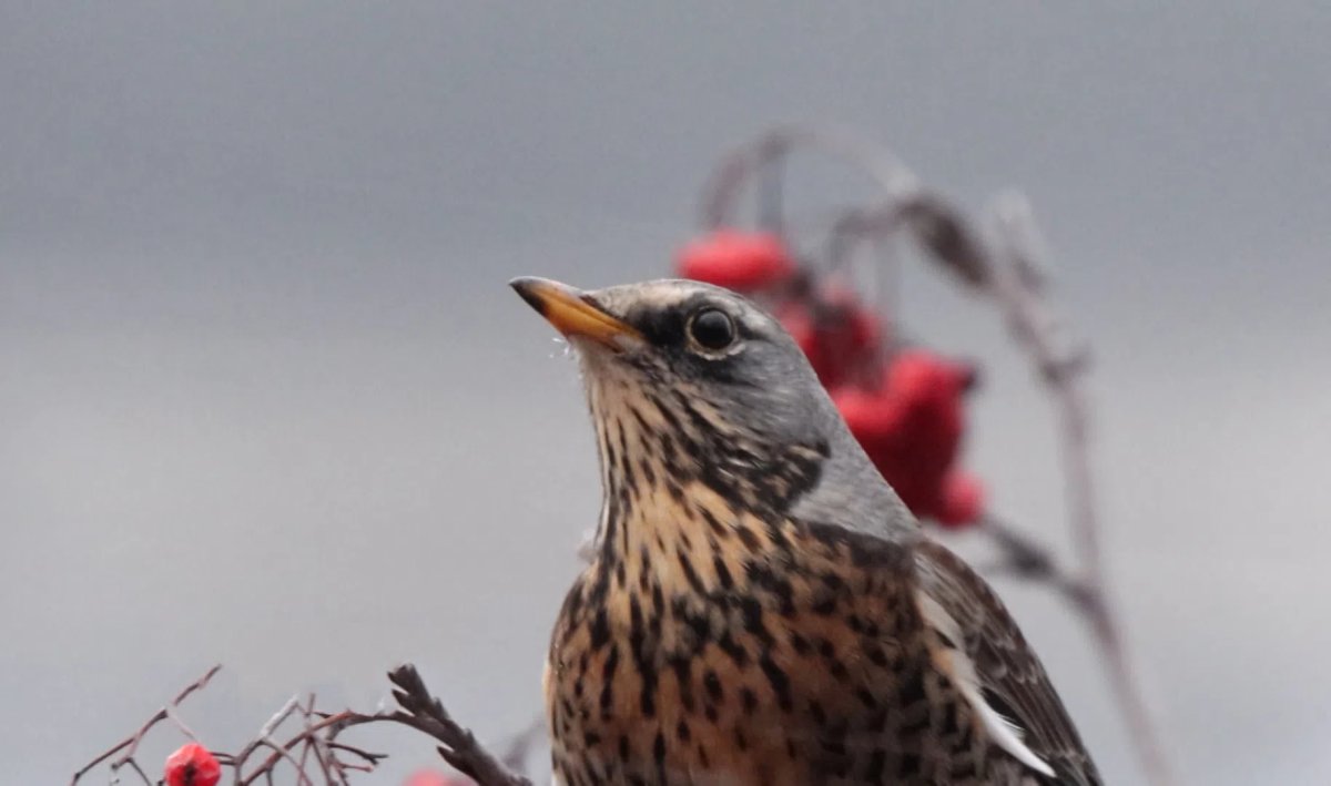 В Петербург прилетели Дрозды